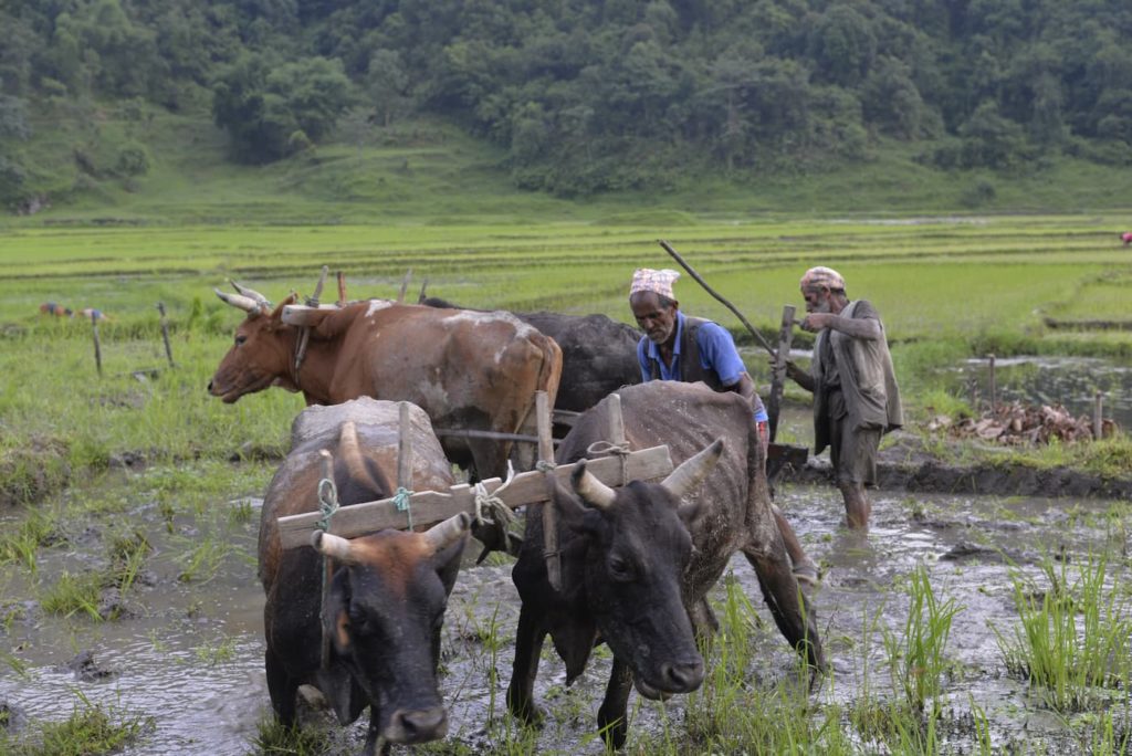 Farmers working in rice fields in Nepal with animals guided by a wooden yoke