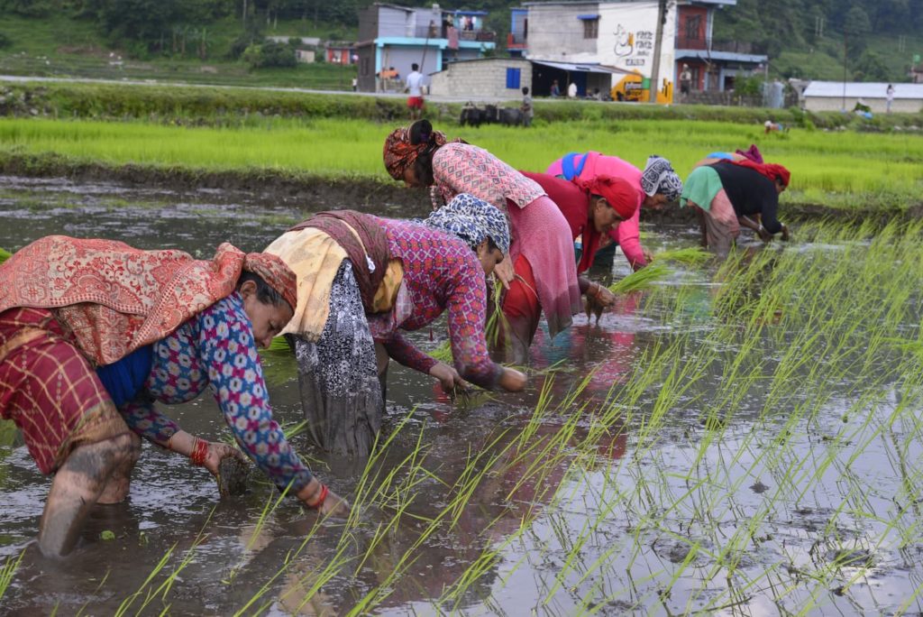Women planting rice in terraced fields in Nepal