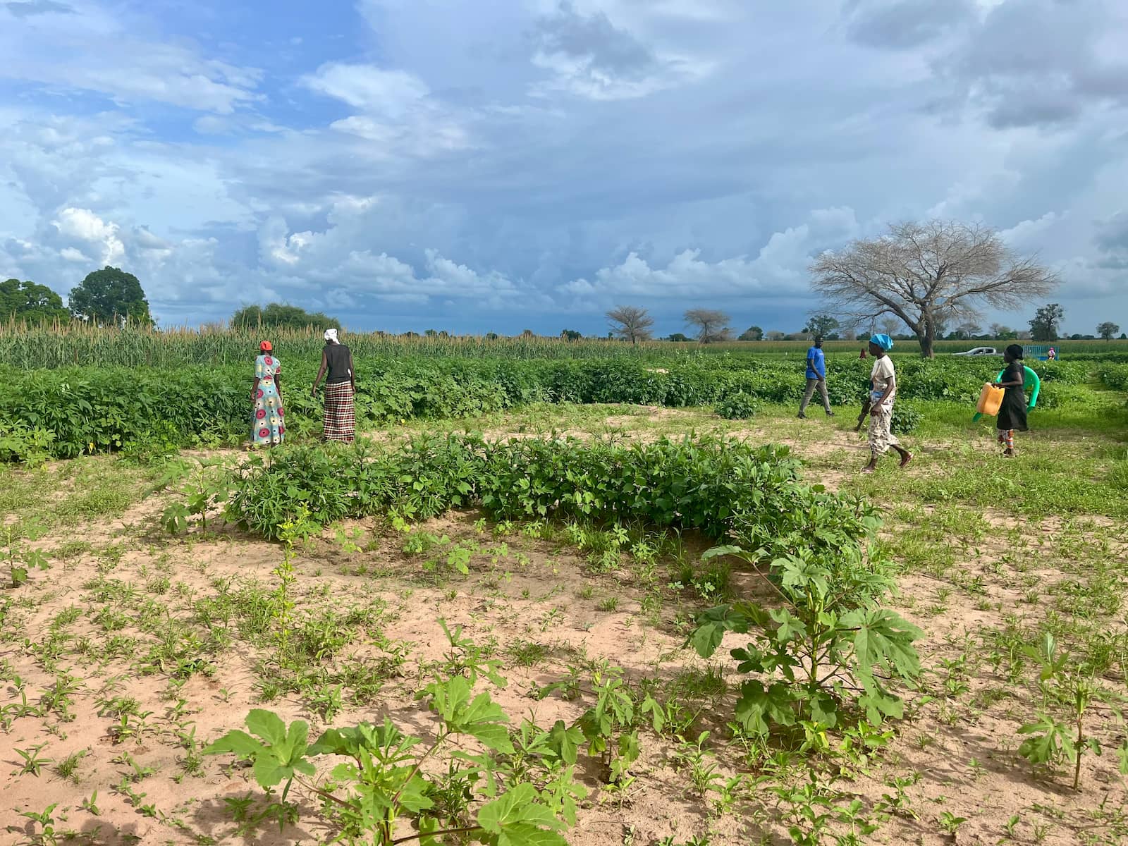 Vegetation growth in Senegal after the installation of half-moon rainwater harvesting structures